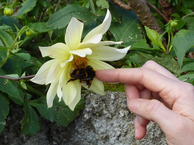 hummel.jpg - Hummeln sind sooo weich.. Claudia erklärt Torsten so Manches über Blumen und Hummeln..