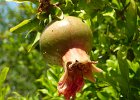 Ein blühender Granatapfel. Noch nie gesehen....