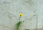 P1040528
