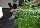 Szenenwechsel: In unserer neuen gemeinsamen Wohnung in Nürnberg steht nun auch unser erster Weihnachtsbaum. Vati Gerhard legt die &#34;Eiszapfen&#34; zur Beleuchtung bereit.