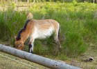 Da ist das Originial  Przewalski-Pferd...