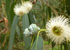 Claudia hat das Geheimnis des Eukalyptus gelüftet: Die Frucht mittig sprengt den Deckel, dann kommen Blüte und Duft hervor.