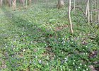 11.04.2015 Am Fuchsberg 4/4 Eine Wanderung im Frühling bei Neumarkt