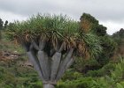 Sehen wir hier wirklich einen echten Drachenbaum (eine Agave!) ? Anfangs schien es eine klare Sache, bis uns später ein Wanderer erzählte dass es auf der ganzen Insel nur ganze 10 Stk. echte geben solle. Da dieser bereits tief unten am Stamm verzweigt, sollte er also ein "Echter" sein.